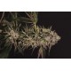 Exotic Seed - Quick Sherbet kannabis mag