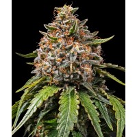 Barney's Farm - White Widow XXL (Feminized)