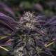 Blue Diesel Autoflower virágok édes bogyós és dízeles aromával