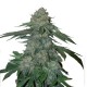 Growers Choice KO Kush Feminisierte Samen Growers Choice KO Kush Cannabissamen