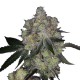 Growers Choice Purple Sunset kannabiszmag