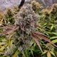 Growers Choice Rainbow Runtz Feminizált Magok Growers Choice Rainbow Runtz kannabiszmag