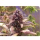 Red Jack Autoflower virágok vörös és lila árnyalatokkal
