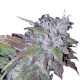 Growers Choice Silvergrape Sherbet kannabiszmag