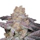 Growers Choice Sour Zkittlez kannabiszmag
