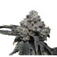 Growers Choice Tangie Punch kannabiszmag