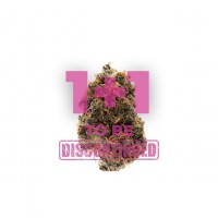 Growers Choice - Watermelon Punch Autoflower