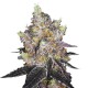 Watermelon Punch Autoflower virágok édes görögdinnye és bogyós aromákkal
