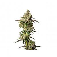Growers Choice - .Apple Fritter Autoflower Growers Choice - .Apple Fritter Autoflower