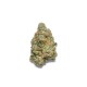 Growers Choice Apple Fritter Autoflower Cannabis Samen