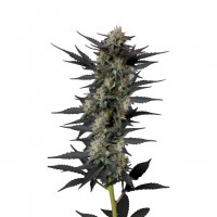 Growers Choice - .Gello Z Autoflower Growers Choice - .Gello Z Autoflower