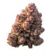 Growers Choice Gello Z Autoflower Growers Choice Gello Z Autoflower Cannabis Samen