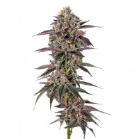 Growers Choice - .Lemon Cherry Mochi Autoflower Growers Choice - .Lemon Cherry Mochi Autoflower