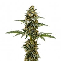 Growers Choice - Lemon Zkittlez Autoflower Limited Edition Growers Choice - Lemon Zkittlez Autoflower Limited Edition