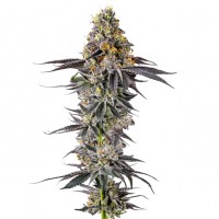 Growers Choice - .Lobster Butter Autoflower Growers Choice - .Lobster Butter Autoflower