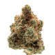 Growers Choice Monkey Glue Autoflower Growers Choice Monkey Glue Autoflower Cannabis Samen