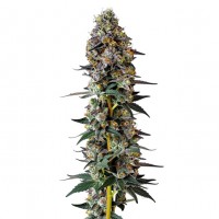 Growers Choice - Tropicana Weddingcake Autoflower