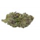 Blue Zeclair Growers Choice – prémium desszert genetika Growers Choice Blue Zeclair feminizált kannabisz magok bogyós és krémes aromával