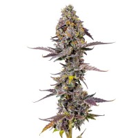 Growers Choice - Applez and Bananaz Growers Choice - Applez and Bananaz