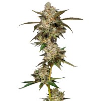 Growers Choice - Banana Glue Growers Choice - Banana Glue