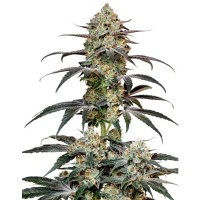 Growers Choice - Banana Sherbet Growers Choice - Banana Sherbet