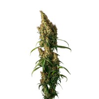 Growers Choice - Beldia Gold Growers Choice - Beldia Gold