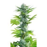 Growers Choice - Beldia Lemon Growers Choice - Beldia Lemon