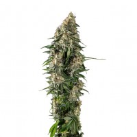 Growers Choice - Original Beldia Growers Choice - Original Beldia
