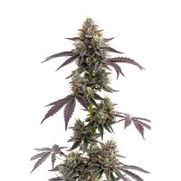 Growers Choice - Blue Forest Berry Growers Choice - Blue Forest Berry