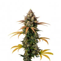 Growers Choice - Braindamage Growers Choice - Braindamage