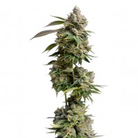 Growers Choice - Bruce Banner Growers Choice - Bruce Banner