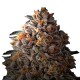 Bruce Banner Growers Choice premium magas thc cannabis strain Growers Choice Bruce Banner feminizalt kannabisz magok gyantas diesel viragokkal