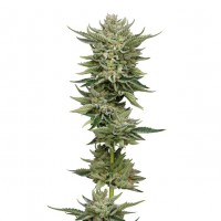 Growers Choice - Bubblegum x Fat HOG Growers Choice - Bubblegum x Fat HOG