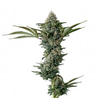 Growers Choice - Crazy Roses Fast Version Growers Choice - Crazy Roses Fast Version