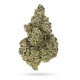 Crazy Roses Fast Version Growers Choice Seeds Crazy Roses Fast Version cannabis strain with dense resinous buds by Growers Choice