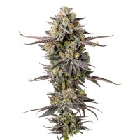 Growers Choice - Double Donny Burger Growers Choice - Double Donny Burger