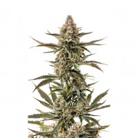 Growers Choice - Forbidden Runtz Growers Choice - Forbidden Runtz