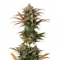 Growers Choice - Frosty Gelato Growers Choice - Frosty Gelato