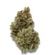Frosty Gelato Growers Choice Seeds Frosty Gelato cannabis strain with frosty trichome covered buds by Growers Choice
