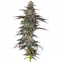 Growers Choice - Frozen Cherry Runtz Growers Choice - Frozen Cherry Runtz