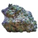 Frozen Cherry Runtz cannabis strain with frosty resin covered buds by Growers Choice