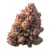 Gello Z Growers Choice premium citrus candy cannabis strain Growers Choice Gello Z feminized cannabis seeds with citrus candy flavours