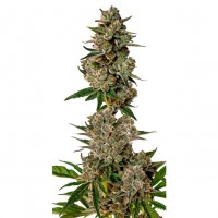 Growers Choice - Gorilla Cookies Growers Choice - Gorilla Cookies