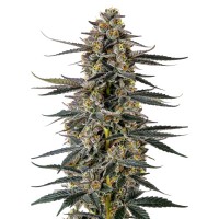 Growers Choice - Iced Sangria Triploid F1 Growers Choice - Iced Sangria Triploid F1