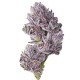 Growers Choice Triploid F1 Iced Sangria Growers Choice Triploid F1 Iced Sangria kannabiszmag