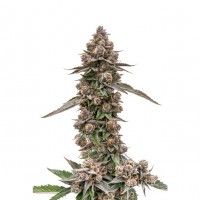 Growers Choice - King Louis Garcia Growers Choice - King Louis Garcia