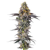 Growers Choice - .Lobster Butter Growers Choice - .Lobster Butter