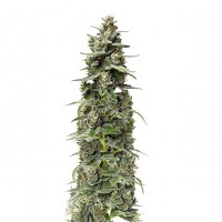 Growers Choice - Mighty Amstel Freezeland Growers Choice - Mighty Amstel Freezeland