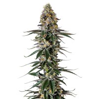 Growers Choice - .Milkshake Nerdz Growers Choice - .Milkshake Nerdz