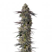 Growers Choice - Mimosa Gusher Limited Growers Choice - Mimosa Gusher Limited